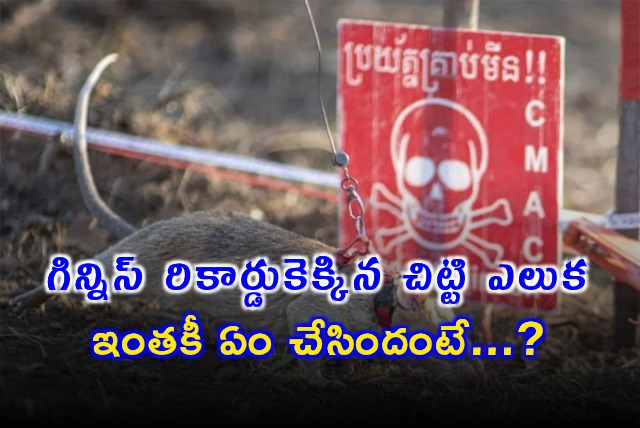 Hero Rat Ronin 100 Landmines Detected Guinness World Record