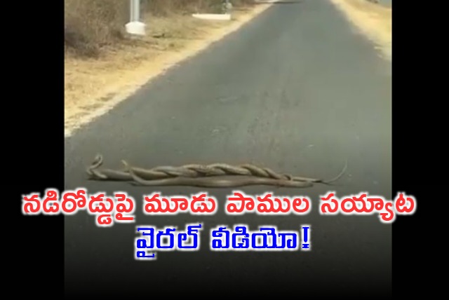 Viral Video of Snakes Mating on Roadside