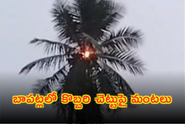 Lightning Strikes Coconut Tree in Bapatla Andhra Pradesh