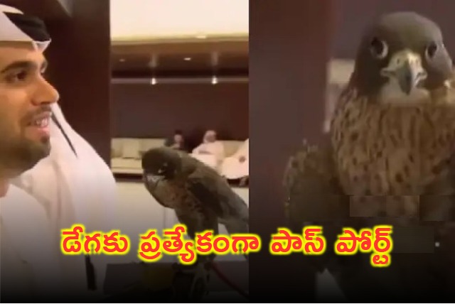 Falcon with Passport Travels on a Plane
