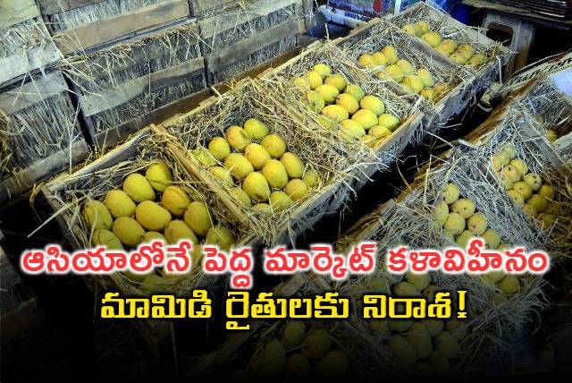 Asias Largest Mango Market Faces Crisis Mango Farmers in Despair