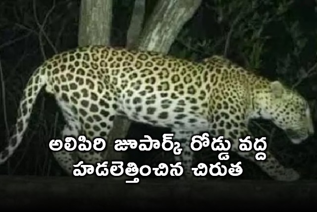 Leopard Creates Panic at Alipiri Zoo Park Road in Tirumala