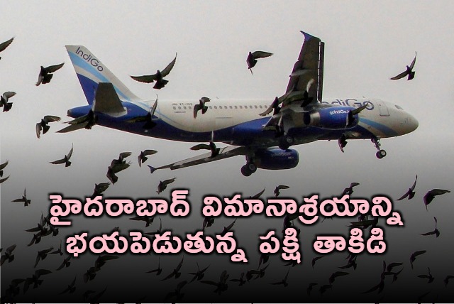 Bird Strikes Worrying Hyderabad Airport Safety