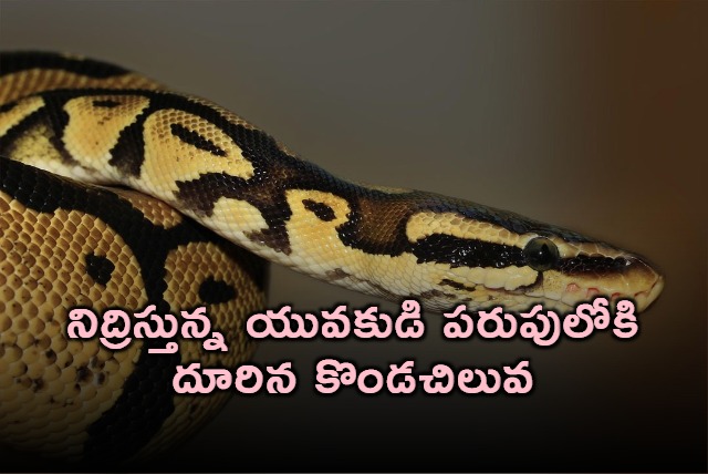 Python Scare Chennakeshavulu Wakes Up to Snake in Bed in Telangana