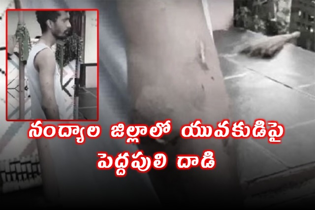 Tiger attack on youth in Nandyal district