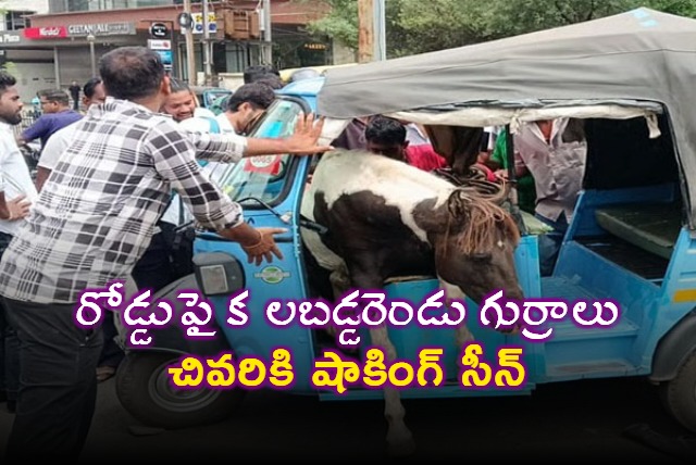 Horses Fight In Madhya Pradesh One Leaps Into Rickshaw And Gets Stuck