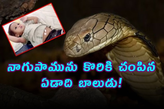 1 year old bites cobra snake to death in Bihar village survives incident