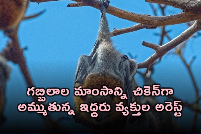 Bat Meat Sold as Chicken Two Arrested