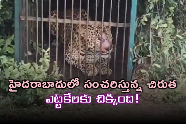 Hyderabad Leopard Finally Caught After 12 Days