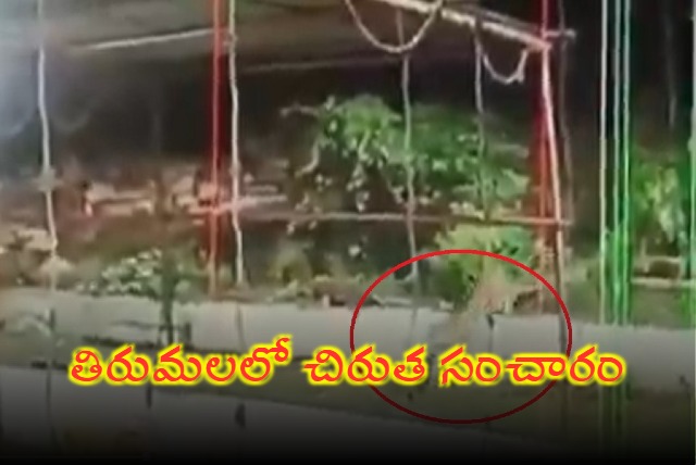 Leopard spotted in Tirumala East Balaji Nagar
