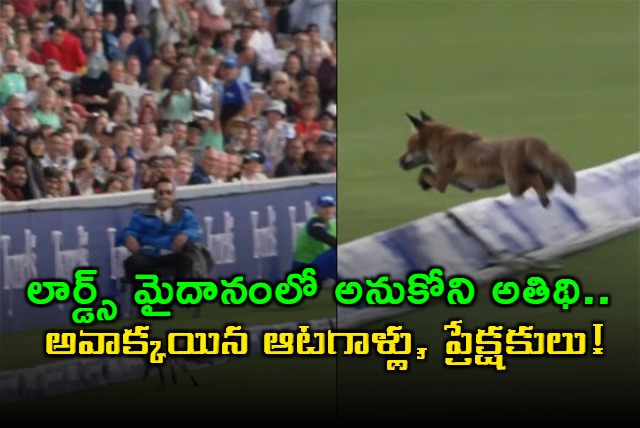 Fox on the field surprises players at Lords during The Hundred