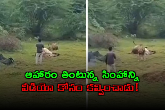 Gujarat Man Walks Dangerously Close To Lion For Video This Happens Next