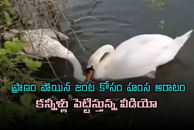 Swan Tries To Revive Lifeless Partner In Viral Video Internet Moved By Heartbreaking Moment