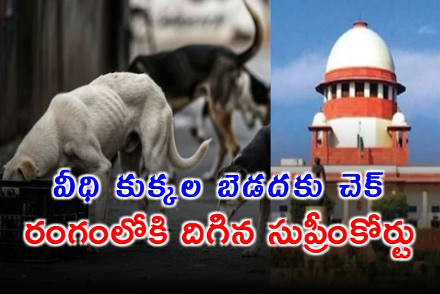 All Stray Dogs In Delhi NCR To Be Moved To Shelters Supreme Courts Big Order