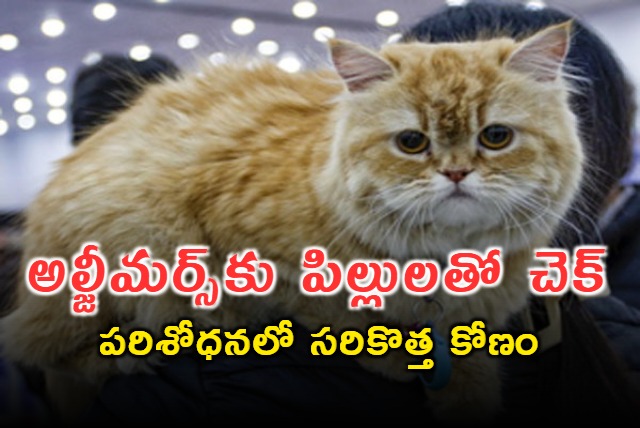 Cats Offer Key to Alzheimers Research Breakthrough