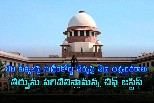 CJI BR Gavay Reacts to Objections on Stray Dog Supreme Court Verdict