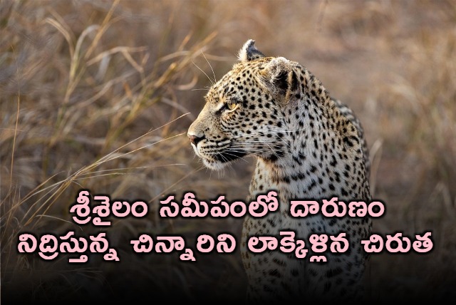 Leopard attack near Srisailam Parents save 3 year old Anjamma