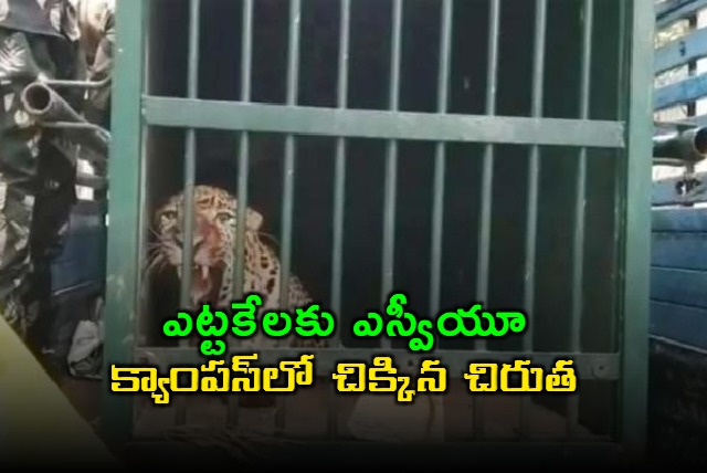 Leopard Finally Captured at SV University Campus