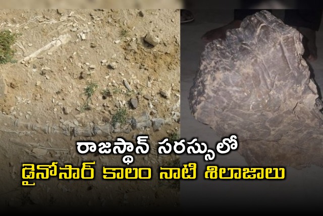 Dinosaur Era Fossils Discovered in Rajasthan Lake