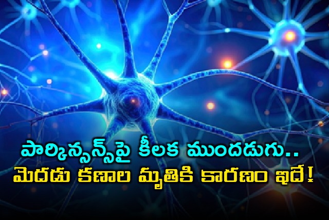Overworked brain cells may burn out in Parkinsons disease says Study
