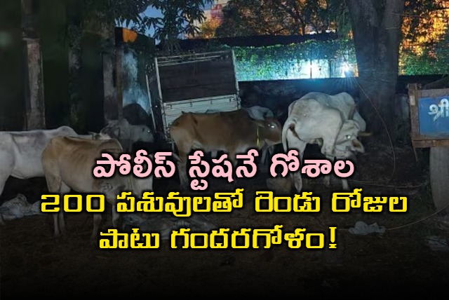 Cattle Smuggling Allegations Lead to Cows at Gharwa Police Station