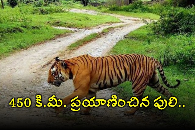 Tiger travels 450 km to settle in Yedshi Ramling Ghat Sanctuary