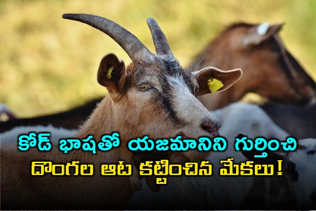 Hyderabad Goat Theft Foiled by Animal Loyalty