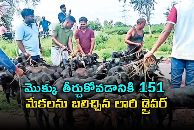 Lorry Driver Sacrifices 151 Goats to Fulfill Vow
