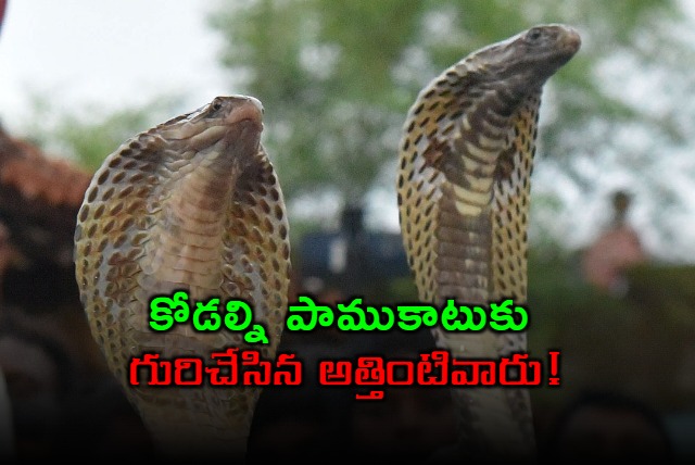 Kanpur woman attacked with snake over dowry demand