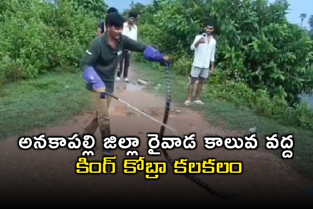 King Cobra Creates Stir at Raivada Canal in Anakapalli District