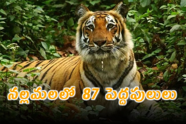 Nallamala Forest Tiger Population Reaches 87