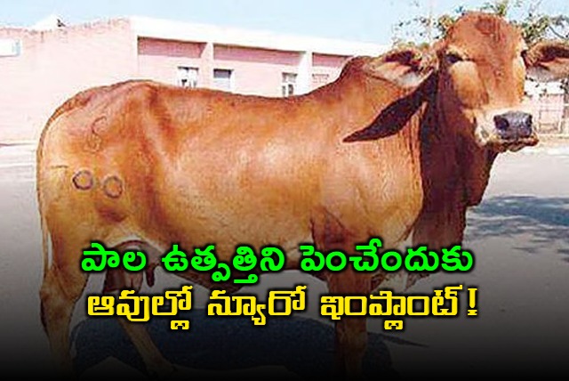 Neuro implants for milk production increase in cows