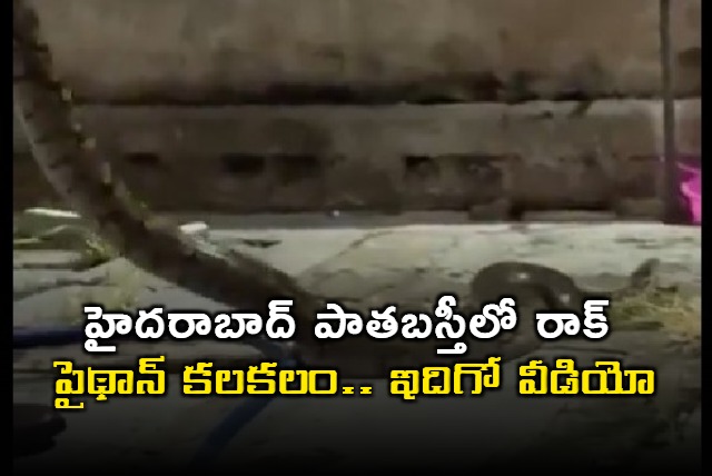 Rock Python Creates Stir in Hyderabad Old City