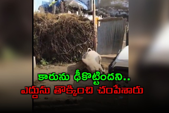 Bullock Killed in Rajasthan After Car Scratched