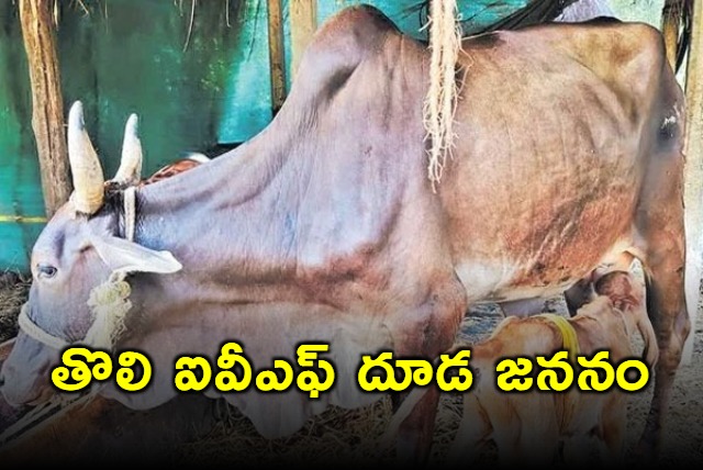 Krishna District Farmer Jonnalagadda Hanuma Kumar Achieves IVF Calf Success