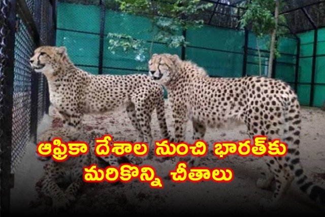 Project Cheetah More Cheetahs from Africa to India