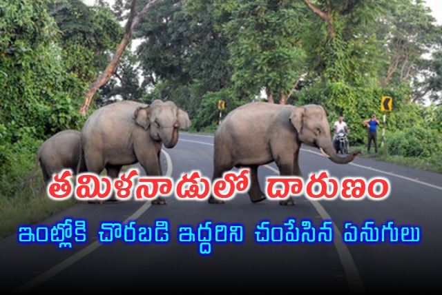 Woman and granddaughter trampled to death by wild elephants in Tamil Nadu Valparai