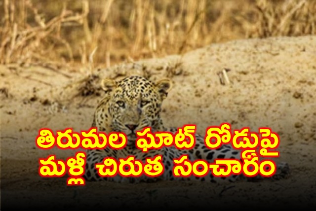 Leopard spotted again on Tirumala Ghat Road