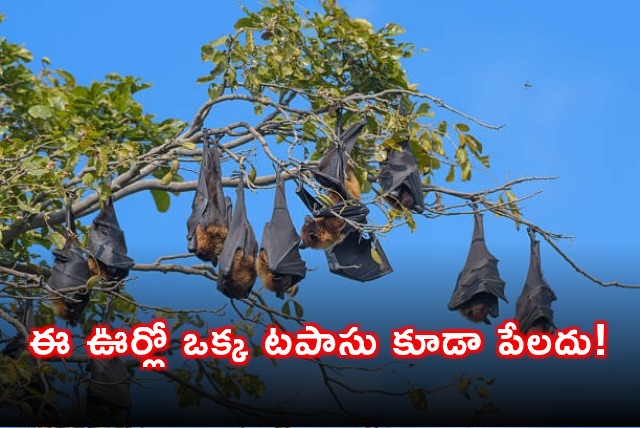 Perambur Tamil Nadu Village Celebrates Silent Diwali for Bats