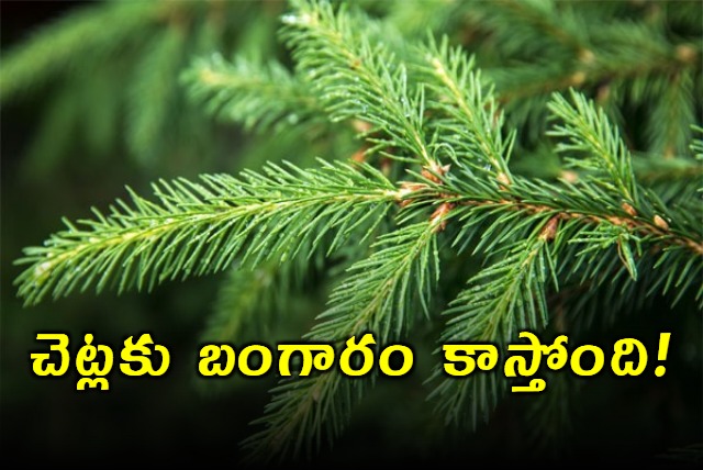 Norway Spruce Trees found to contain Gold in Finland