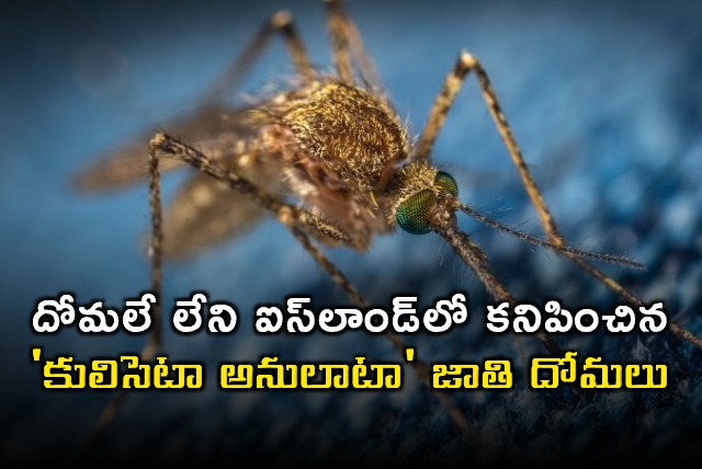 Iceland First Mosquitoes Spotted