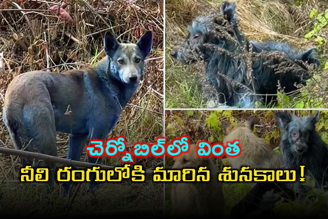 Chernobyl Stray Dogs Mysterious Blue Fur