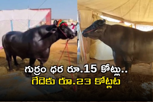 Pushkar camel fair features Shabaz horse and Anmol buffalo