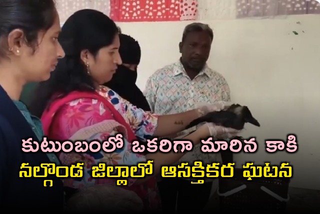 Sheikh Yusuf Family Treats Crow Like Family Member in Nalgonda