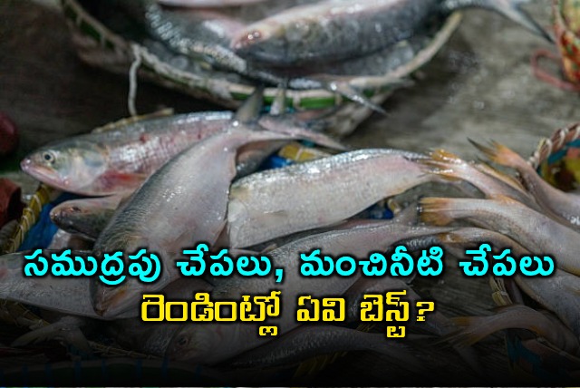 Sea Fish vs Freshwater Fish Which is Best