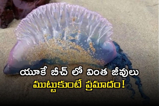 Portuguese Man o War Washes Ashore on UK Beaches
