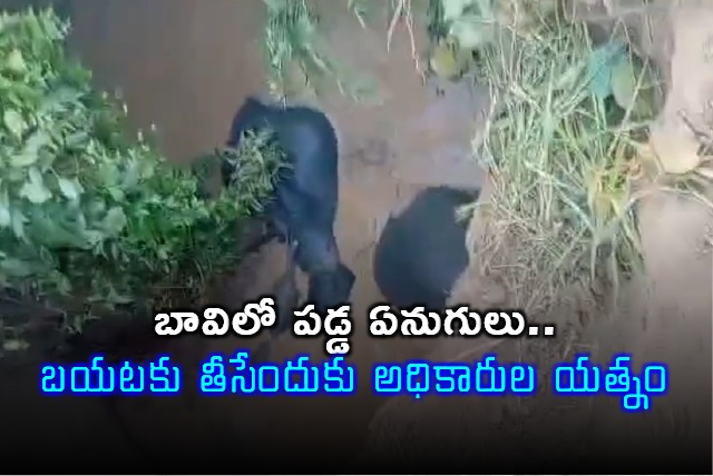 Elephants Fall into Well in Chhattisgarh Rescue Efforts Underway