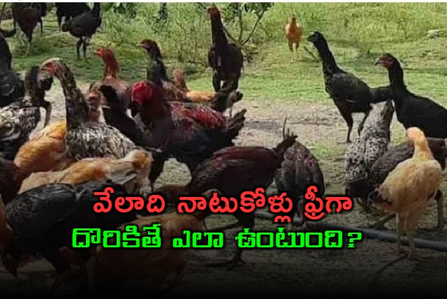  Thousands of Native Chickens Found Free People Scramble