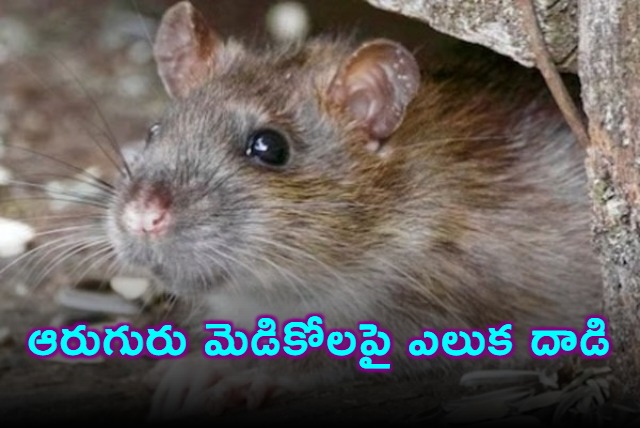 Eluru Medical College Hostel Rats Bite Six Students