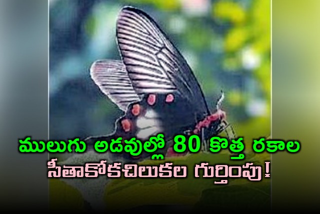 Oragallu Wildlife Society Discovers 80 New Butterfly Species in Mulugu